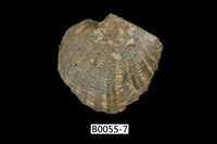 藏品(黑蝶珍珠蛤)的圖片